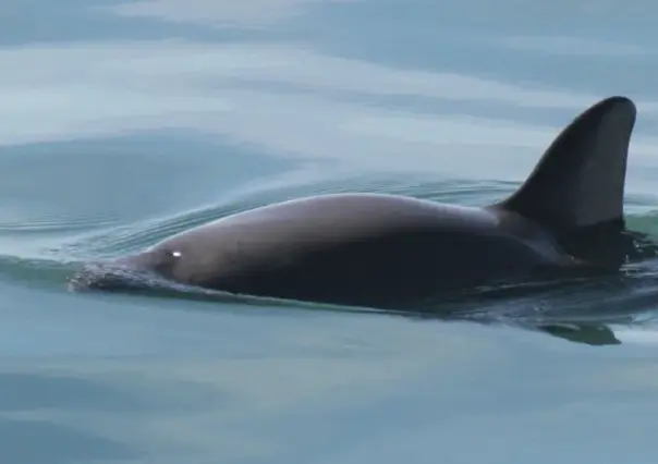 CITES sanciona a México por no proteger la Vaquita Marina