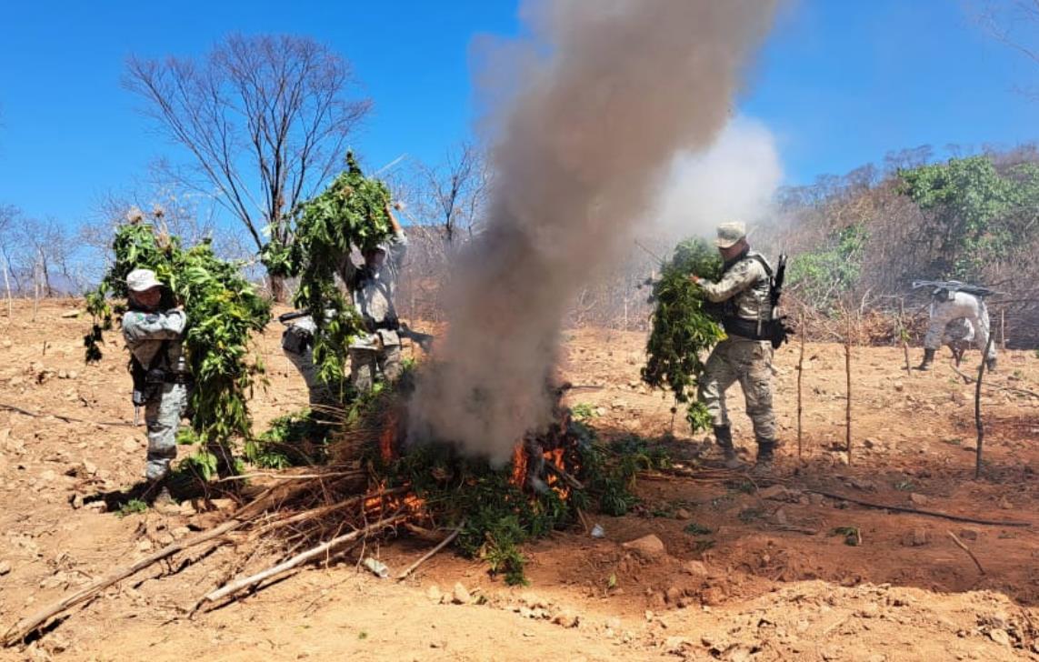 En las inmediaciones de los plantíos se realizaron recorridos de seguridad, así como de búsqueda de los responsables de las siembras. Foto: Twitter/ Guardia Nacional