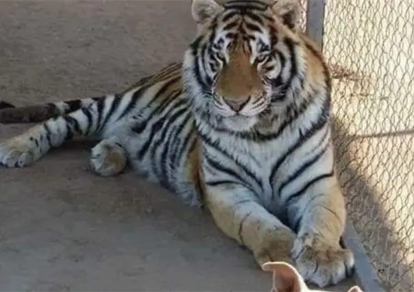 Fiscalía de Sonora busca a tigre de Bengala robado en Hermosillo