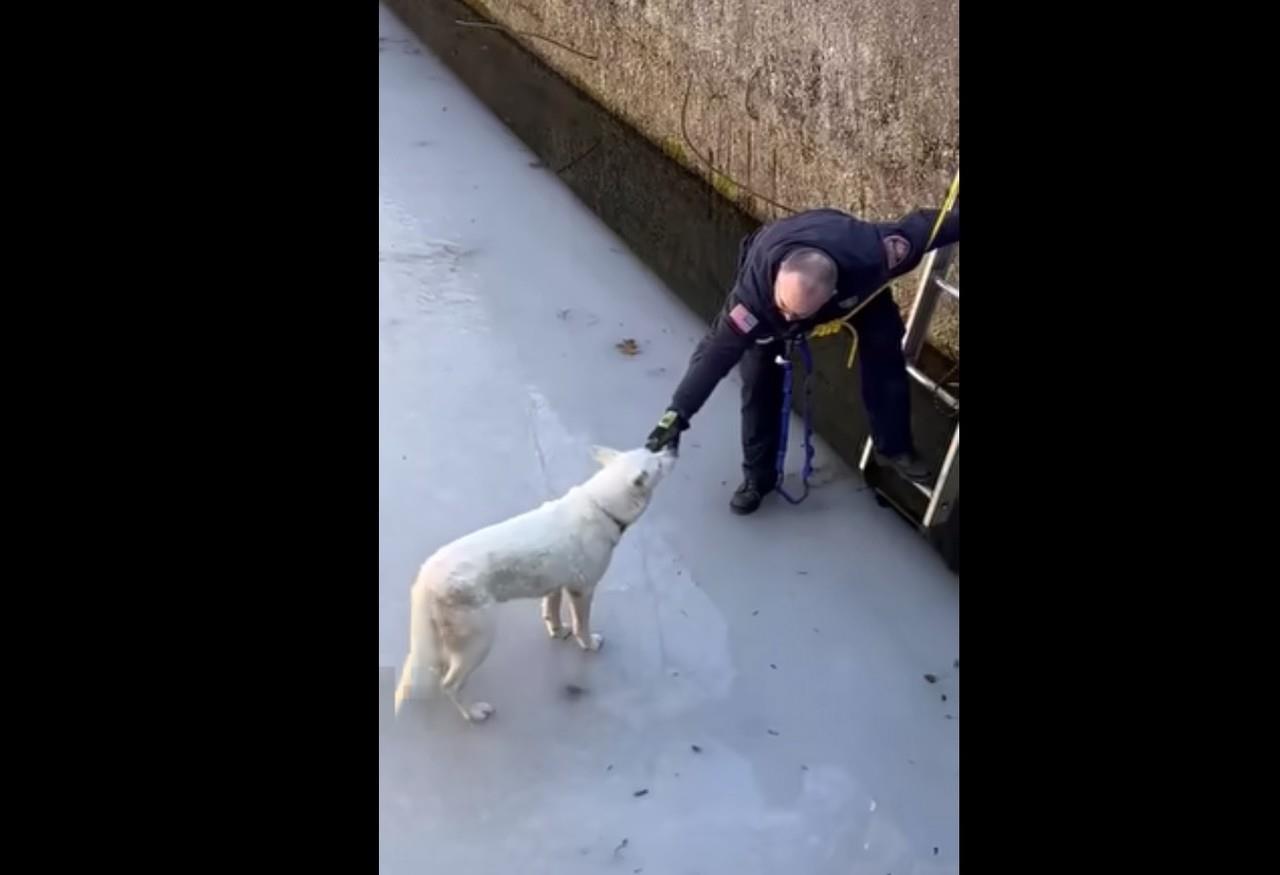 En el video se muestra el momento en que rescatistas arribaron la zona, donde uno de ellos, con ayuda de una escalera, bajó hacia donde estaba el perro para ponerlo a salvo. Foto: Facebook Pound Buddies