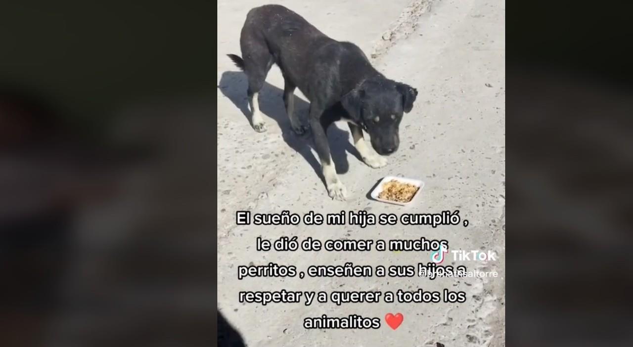 La niña preparó varios platos para alimentar a los perros callejeros. Foto: TikTok @brenathsaltorre