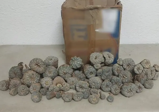 Asegura Guardia Nacional 48 plantas de peyote en Torreón, Coahuila