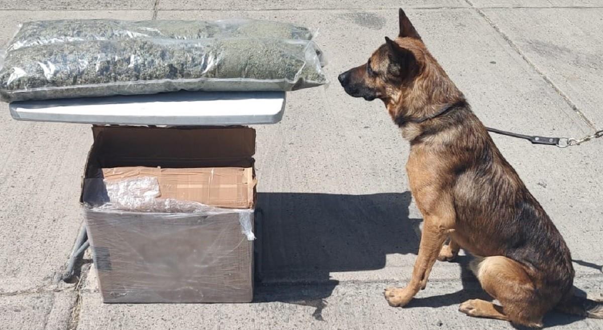 Asegura Guardia Nacional 180 paquetes de marihuana en 10 estados del país