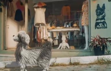 Recuerdan a Proteo en cortometraje por Día Internacional del Perro Callejero