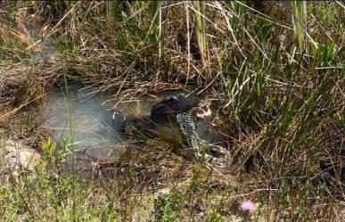 Mujer captura en video a un caimán comiendo serpiente pitón en Florida