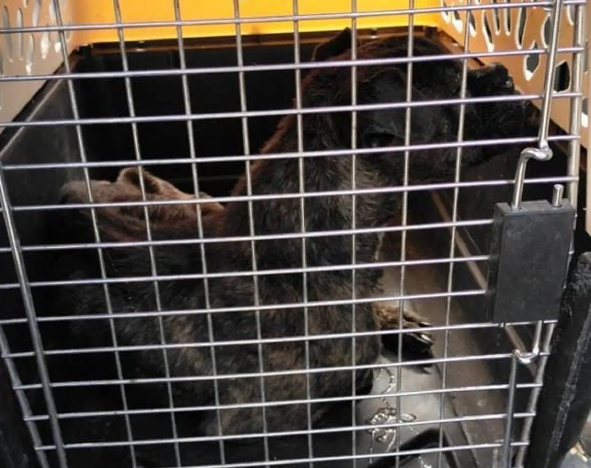 Un perrito de la raza pitbull que fue maltratado hasta ser dejado en los huesos fue rescatado en el Fraccionamiento Lomas del Real, en Tizayuca, Hidalgo. Foto: Facebook Conectados IM