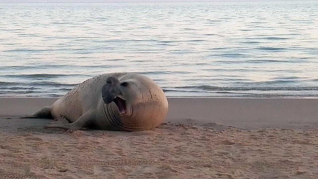 Guardia Nacional apoya en rescate de elefante marino en playa de Sonora