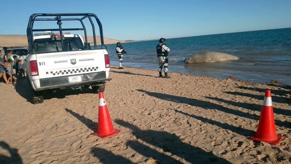 Guardia Nacional apoya en rescate de elefante marino en playa de Sonora