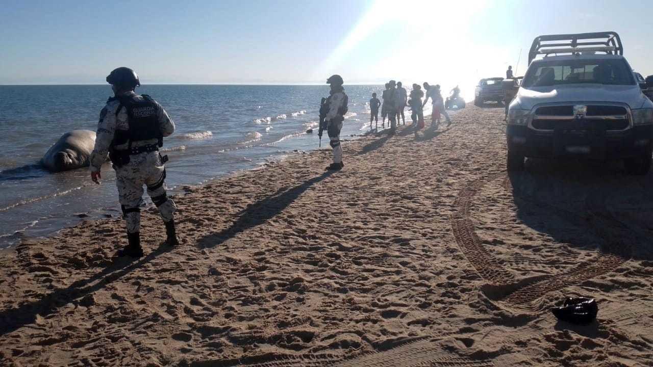 Guardia Nacional apoya en rescate de elefante marino en playa de Sonora