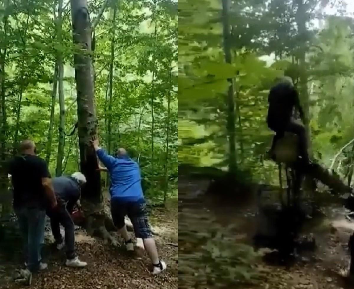 Un grupo de hombres talan un árbol y el karma se hace presente y se lleva a uno de encuentro. Foto: Twitter @momentoviral