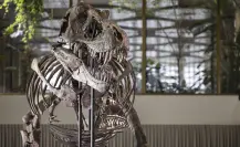 Subastan esqueleto de tiranosaurio rex en Suiza