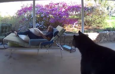 ¡Vaya susto! Oso sorprende a hombre que descansaba en su casa