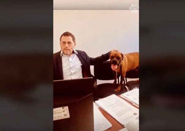 VIDEO: Participa perrito víctima de maltrato en audiencia contra su exdueña