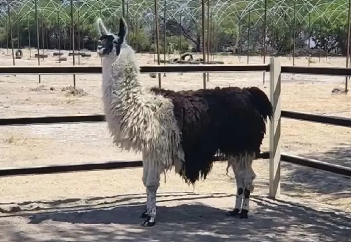 Asegura FGR 56 animales silvestres en La Barca, Jalisco