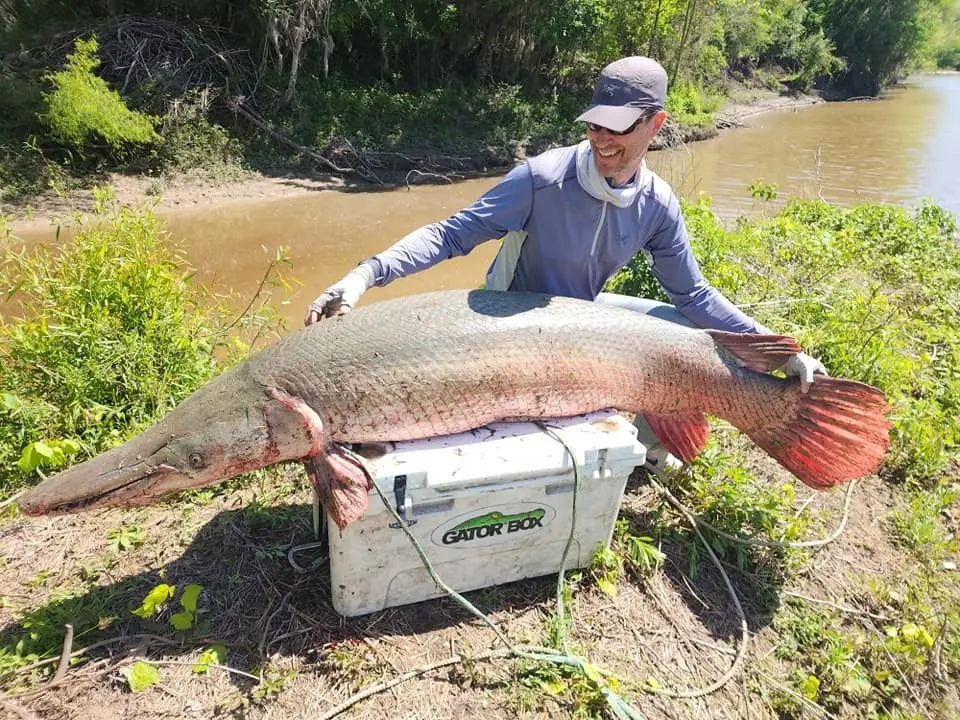 Kirkland agregó que la captura del pez cocodrilo está pendiente del récord mundial de la IGFA. Foto. Facebook