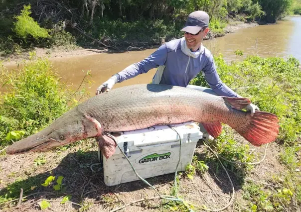 Pez cocodrilo de 251 libras capturado en Texas en busca de récord mundial