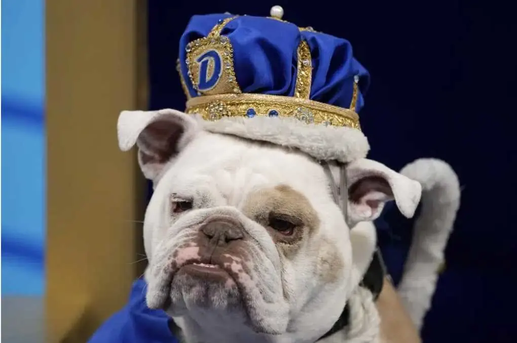 Patch, la bulldog inglesa de 2 años de edad, se llevó el primer lugar en el concurso de los bulldogs más bonitos. Foto. AP