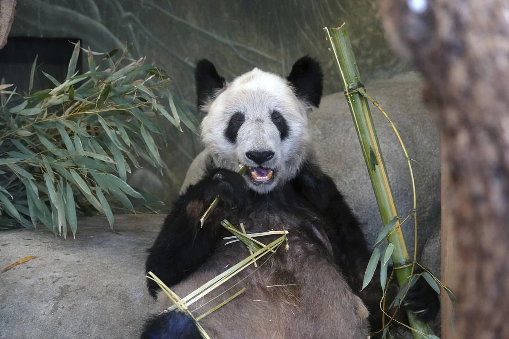 Ya Ya, una panda gigante, come bambú el 8 de abril de 2023, en el Zoológico de Memphis, Tennessee. (AP Foto/Karen Pulfer Focht, Archivo)