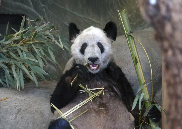 Ya Ya, la panda gigante, regresa a China después de 20 años