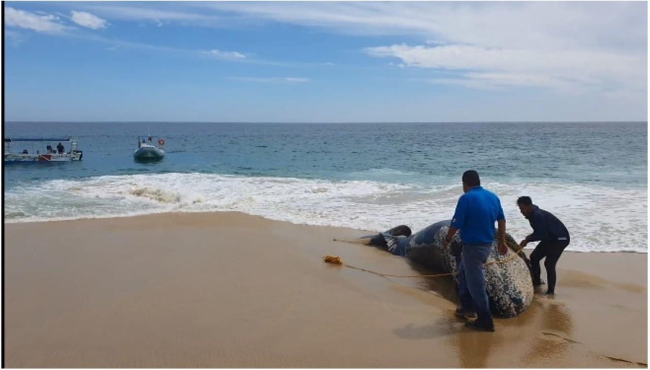 Asimismo la autoridad dijo que debido a las fuertes corrientes marítimas y que la zona en donde se encontraba la ballena jorobada es una playa. Foto: Twitter @PROFEPA_Mx