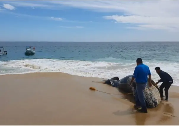 Mata embarcación a cría de ballena jorobada en Baja California Sur