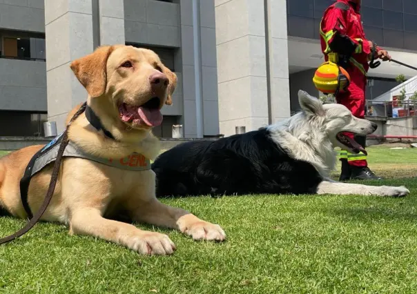 26 de abril, Día Internacional del Perro de Rescate o Perro Guía