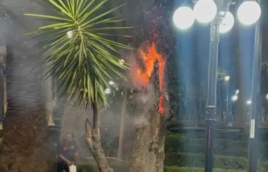 Incendian personas árbol del jardín de Tlatelolco