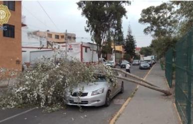 Caída de árboles y daños materiales por fuertes vientos