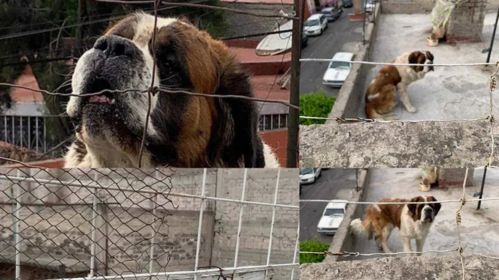 Perro San Bernardo abandonado en azotea, corre el riesgo de morir