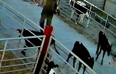 Graban a granjero maltratando vacas; le prohíben tener ganado