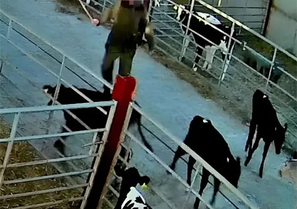 Graban a granjero maltratando vacas; le prohíben tener ganado