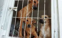 Se prohíbe la venta de perros y gatos en Nuevo León