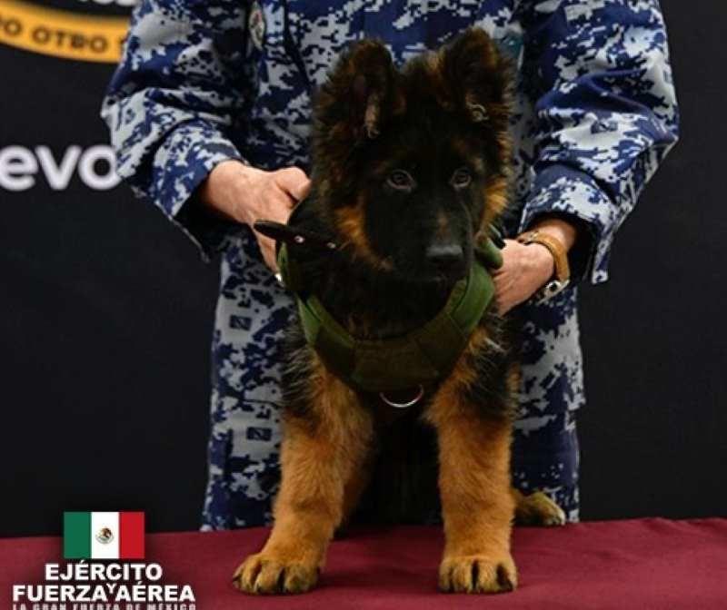 México da la bienvenida a perro rescatista donado por Turquía. Foto. Sedena