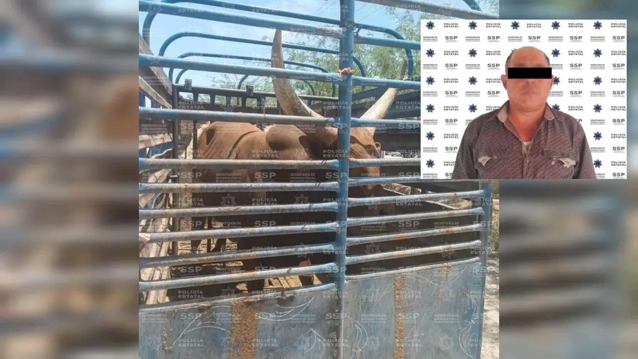 Atrapan a “traficante” de toros: usaba documentos apócrifos para venderlos
