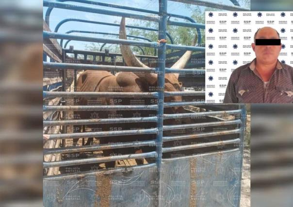 Atrapan a “traficante” de toros: usaba documentos apócrifos para venderlos