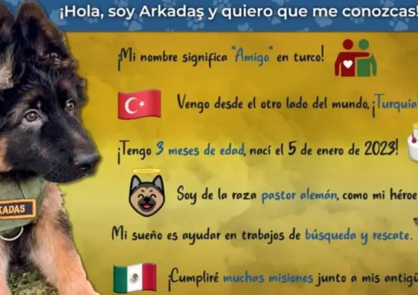 Se llama Arkadas el cachorrito que Turquía donó a México; será rescatista