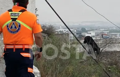 Oso se pasea en la colonia El Castillo en Santa Catarina