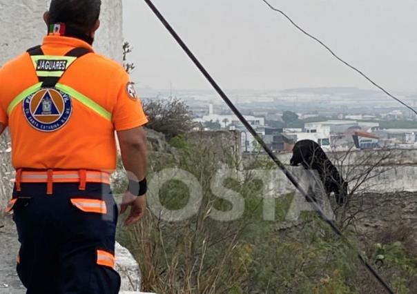 Oso se pasea en la colonia El Castillo en Santa Catarina