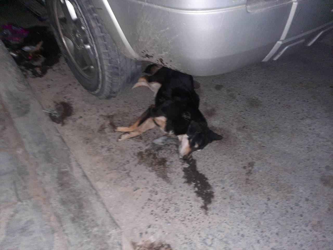 A través de las redes sociales, los vecinos de esa colonia alertaron del ataque a sus mascotas por lo que pidieron ayuda de las autoridades municipales. Foto: Facebook La Jauria de Balú.