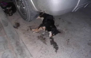 Denuncian activistas envenenamiento de 20 perros en Pachuca