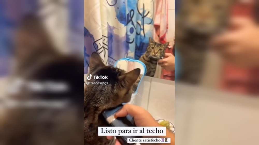 Gatito se deja consentir y disfruta su sesión de barbería