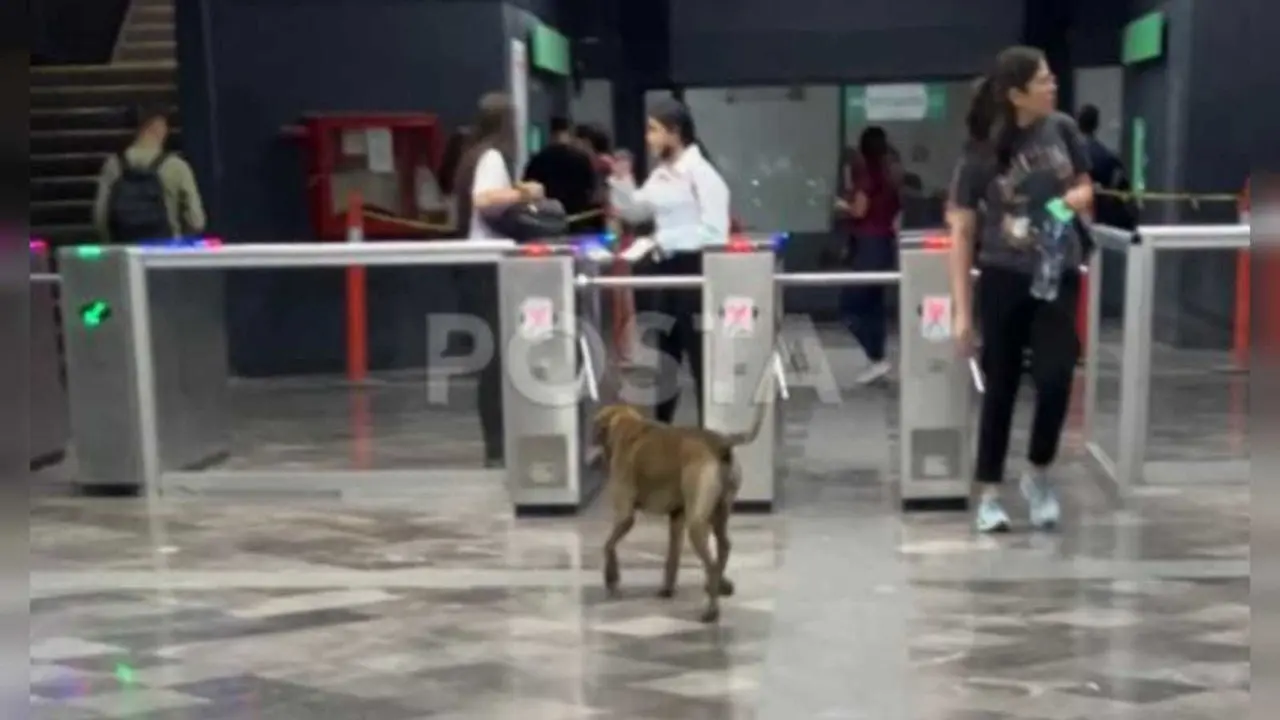 Tal es el caso de la estación Padre Mier que ante la incredulidad de los mismos guardias un perro de talla grande en color café se paseo por toda la estación. Foto: Carolina León