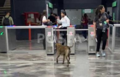 Hasta los lomitos usan el Metro en Monterrey