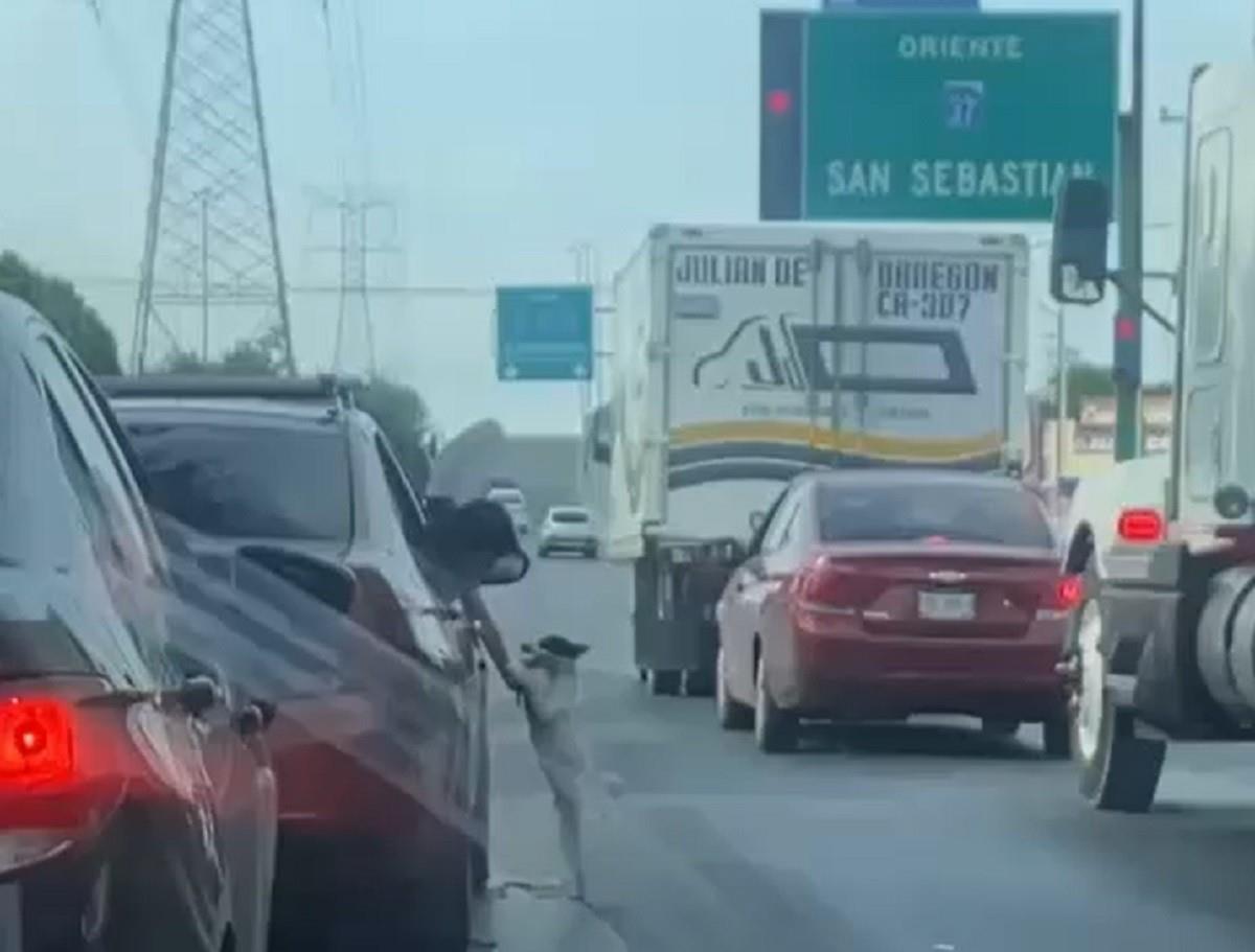 Investiga Medio Ambiente caso de perrito a abandonado en avenida de Guadalupe
