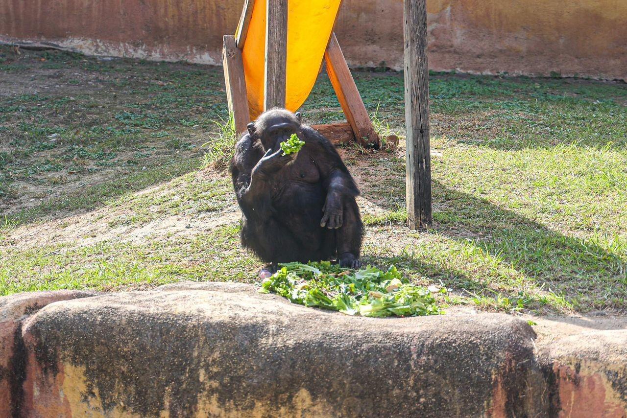 Logran suspensión, evitan que sigan moviendo animales de La Pastora