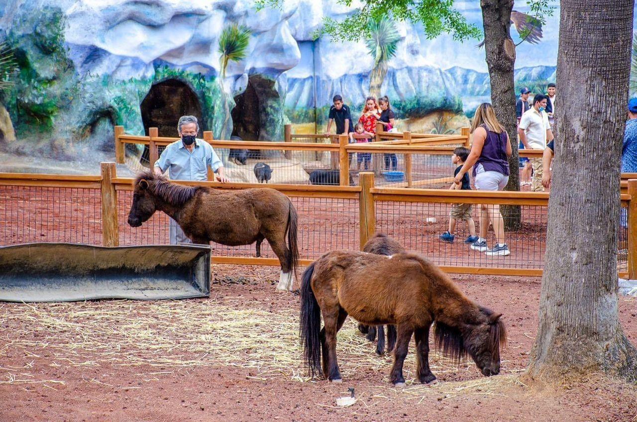 Logran suspensión, evitan que sigan moviendo animales de La Pastora