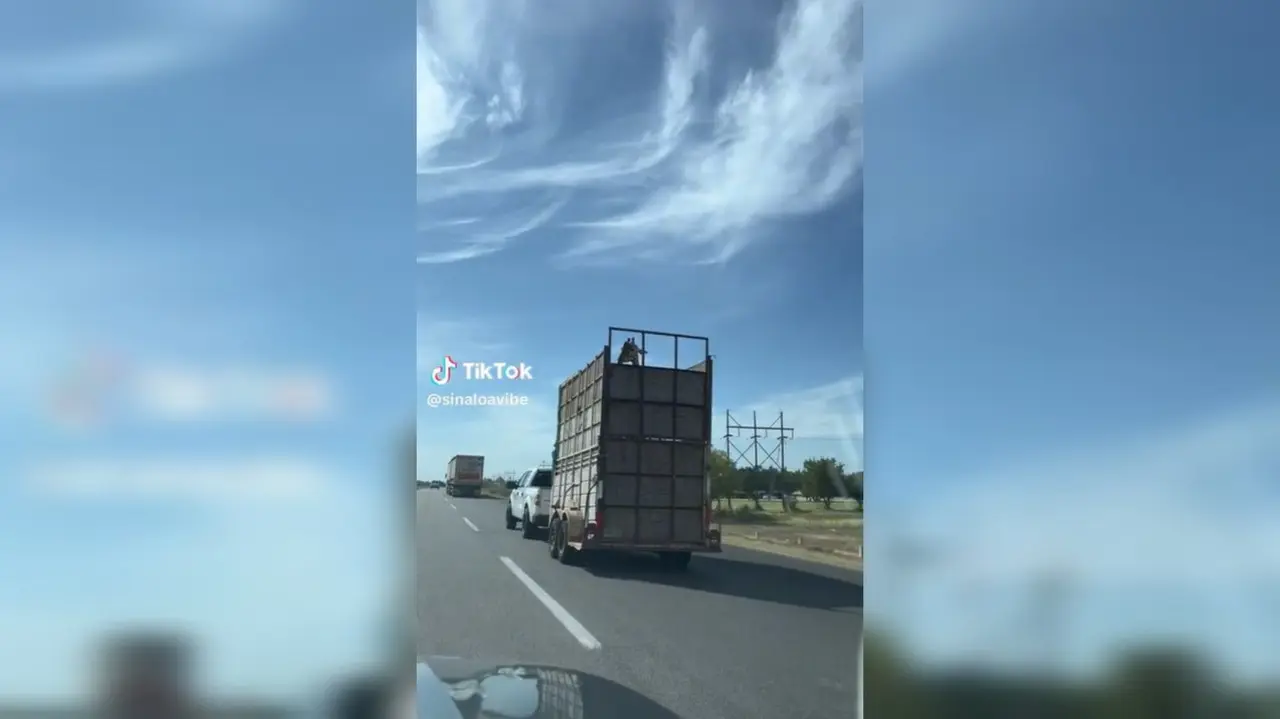 La jirafa fue trasladada del zoológico Fiesta Safari de Culiacán, Sinaloa a Ciudad Juárez, Chihuahua. Foto: Captura de pantalla