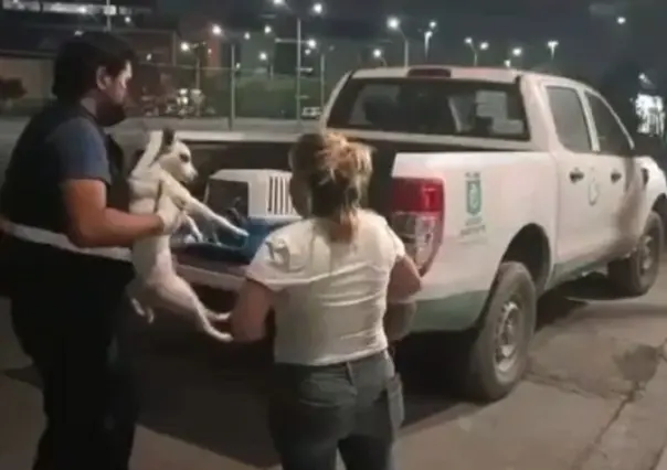 Rescata Secretaría de Medio Ambiente a Paco, lomito abandonado en Guadalupe