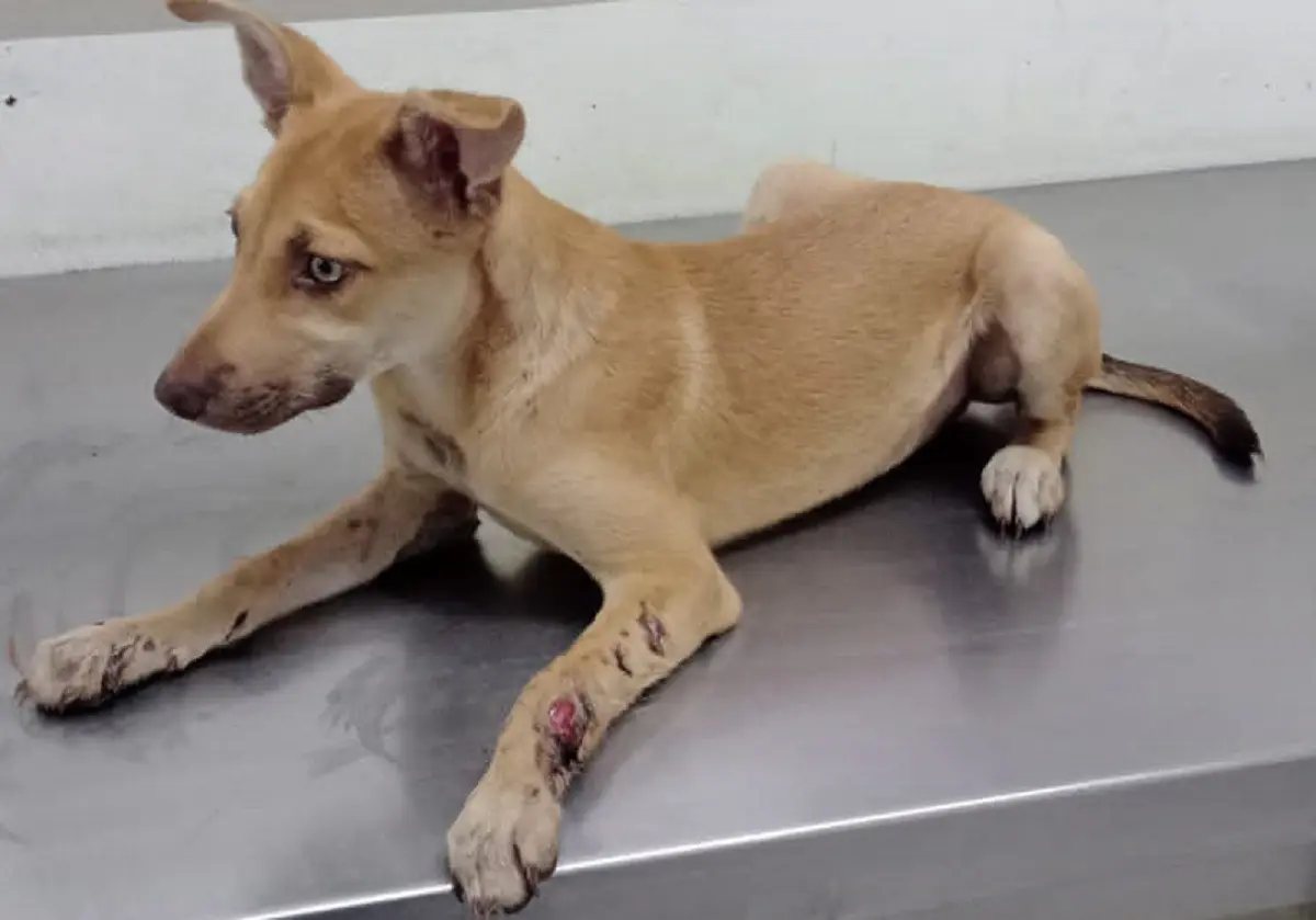 Hombre hiere a machetazos un perrito en Escobedo