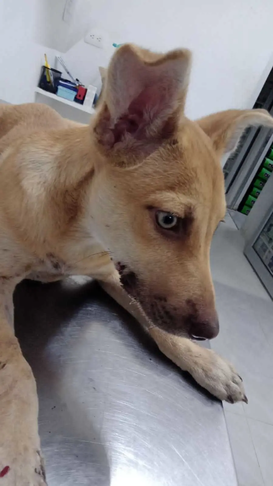 Hombre hiere a machetazos un perrito en Escobedo
